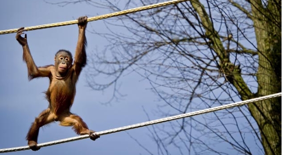 orangutan-1.jpg