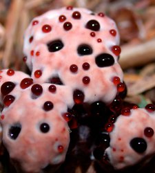 bleedingtooth225x250.jpg