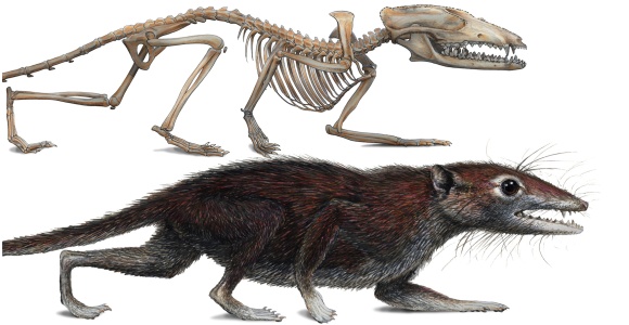 mamifero