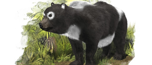 oso-panda-sinc.jpg