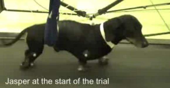 perro-jasper.jpg