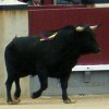 toro.jpg