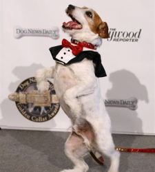 perro-artist.jpg