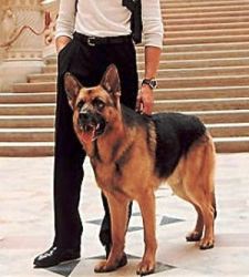 rex_perro_policia.jpg