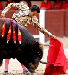 toros.jpg