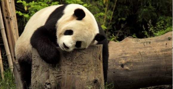 panda-reuters.jpg