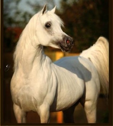 caballo-jeque.jpg