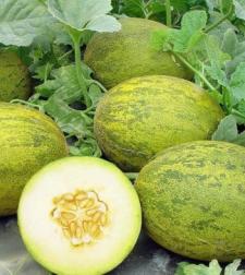 melon-efe-.jpg