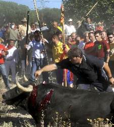 toro-vega.jpg