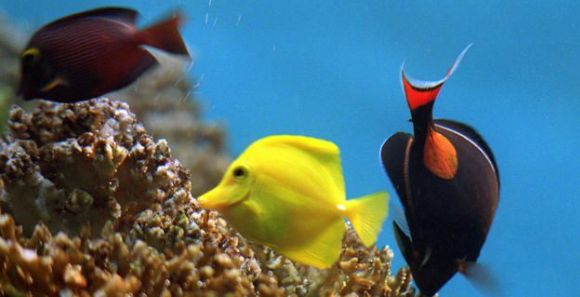 peces-colores-efe-.jpg
