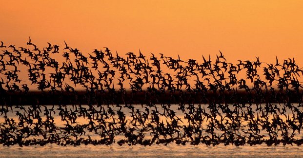 donana-flamencos.jpg