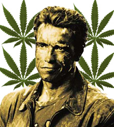 ChuacheMarihuana.jpg