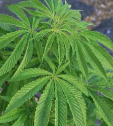 Marihuana.jpg
