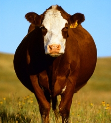 Vaca_argentina.jpg