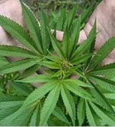 marihuana