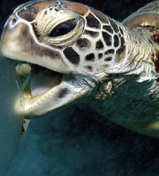 tortugas-australia