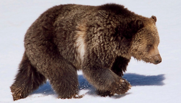 oso-grizzly.jpg