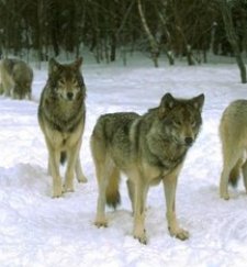 Lobo_iberico.jpg