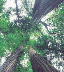 arboles.bmp