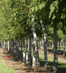 arboles2.JPG