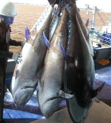 atun-rojo.jpg