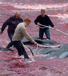 ballena-danesa.jpg