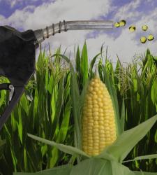 biodiesel2.JPG