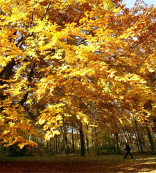 bosque.jpg