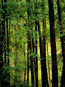 bosquetropical.jpg