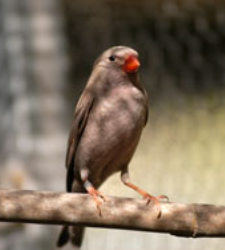 camachuelo-trompetero.bmp
