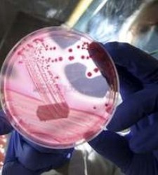 ecoli-bacteria.jpg