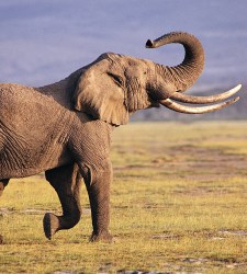 elefante_2.jpg