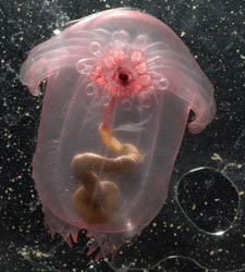 especie-marina.jpg