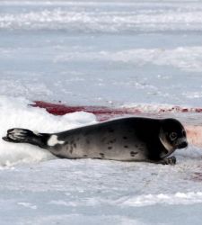 foca_triste.jpg