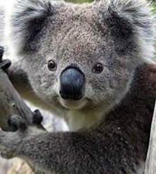 koala.jpg