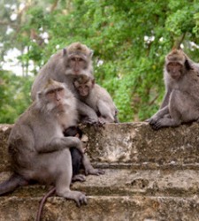 monos.jpg