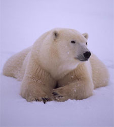 oso-polar.jpg