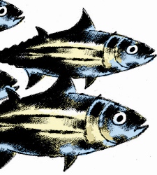 peces_2.jpg