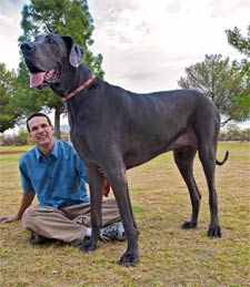 perro-alto.jpg