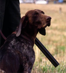 perro-caza.jpg