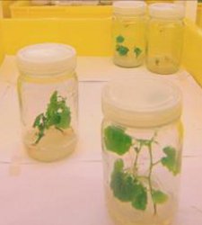plantas.jpg