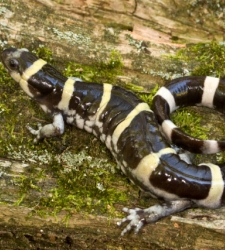 salamandra-invencible.jpg