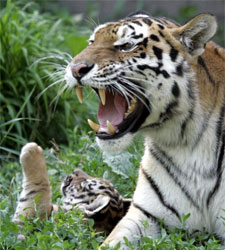 tigre.jpg