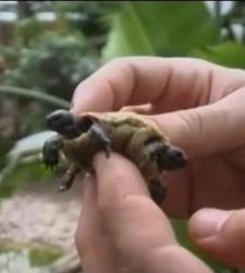 tortuga-dos-cabezas.JPG