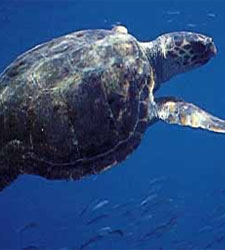 tortuga.jpg