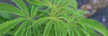 marihuana.jpg