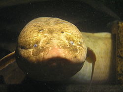 pez-Protopterus.jpg