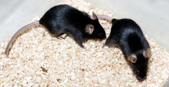 rata-negra.jpg