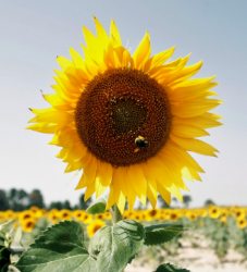 girasol.jpg