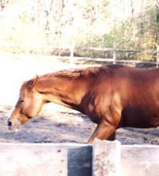 caballo_enfermo250.jpg